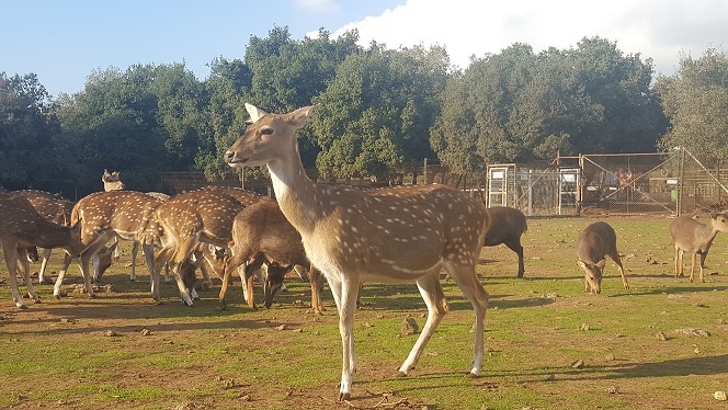 יער האיילים יער אודם