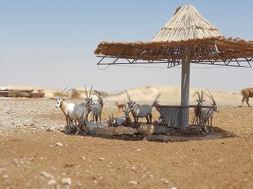 חוות האנטילופות