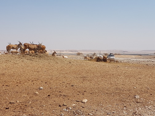 חוות האנטילופות