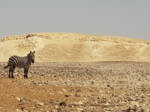 חוות האנטילופות