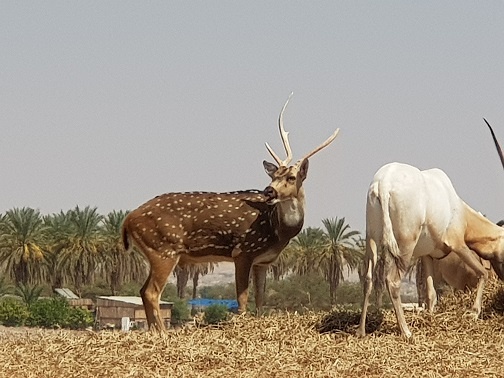 חוות האנטילופות