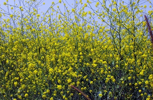 שמורת הטבע נחל זוויתן