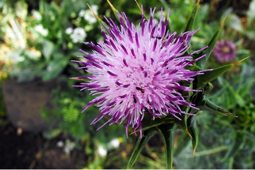 שמורת הטבע נחל זוויתן