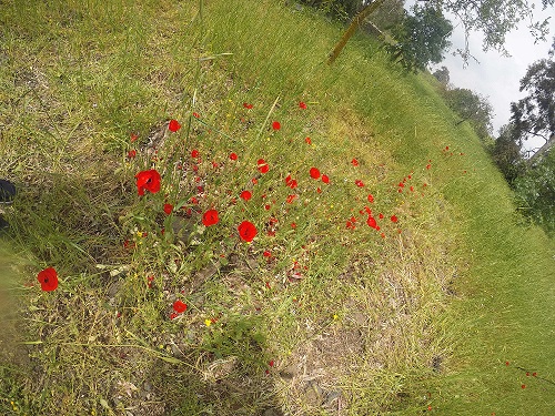 עיינות עדן עין סלוקיה מעיינות עדן