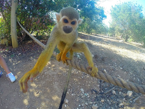 פארק הקופים