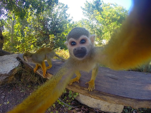 פארק הקופים