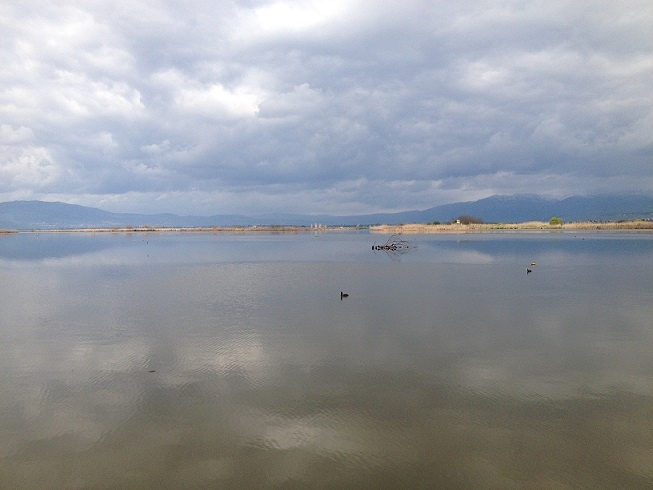 אגמון החולה