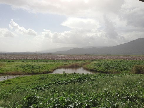 אגמון החולה