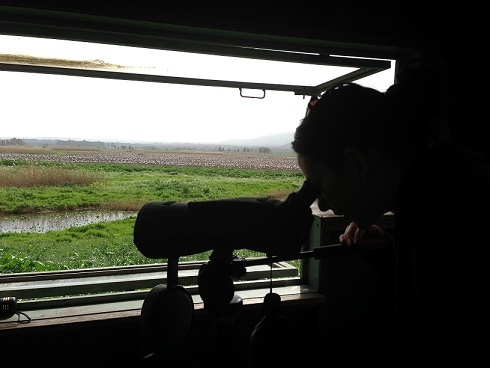 אגמון החולה