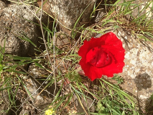 שמורת הטבע נחל זוויתן