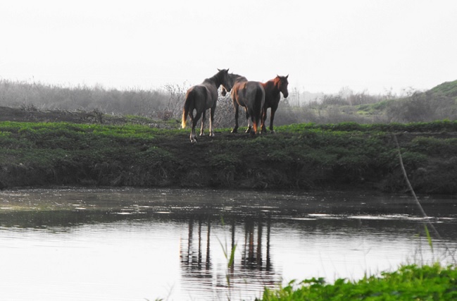 אגמון החולה