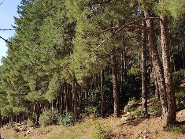 מפלי פרוד שפר נחל צלמון עליון שמורת הטבע הר מירון