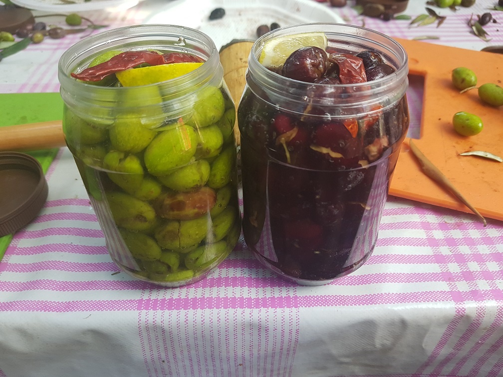 מסיק זיתים בפרוד סבא חביב