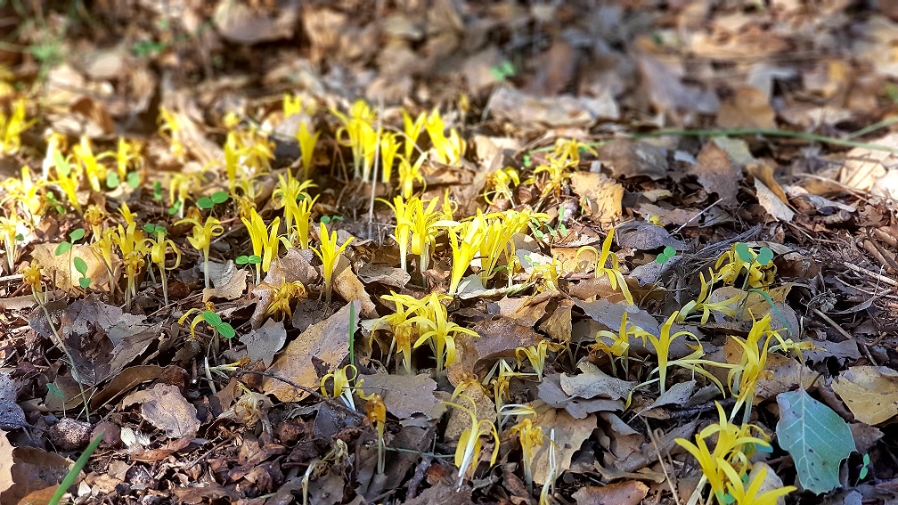 חלמוניות זעירות בגן המייסדים