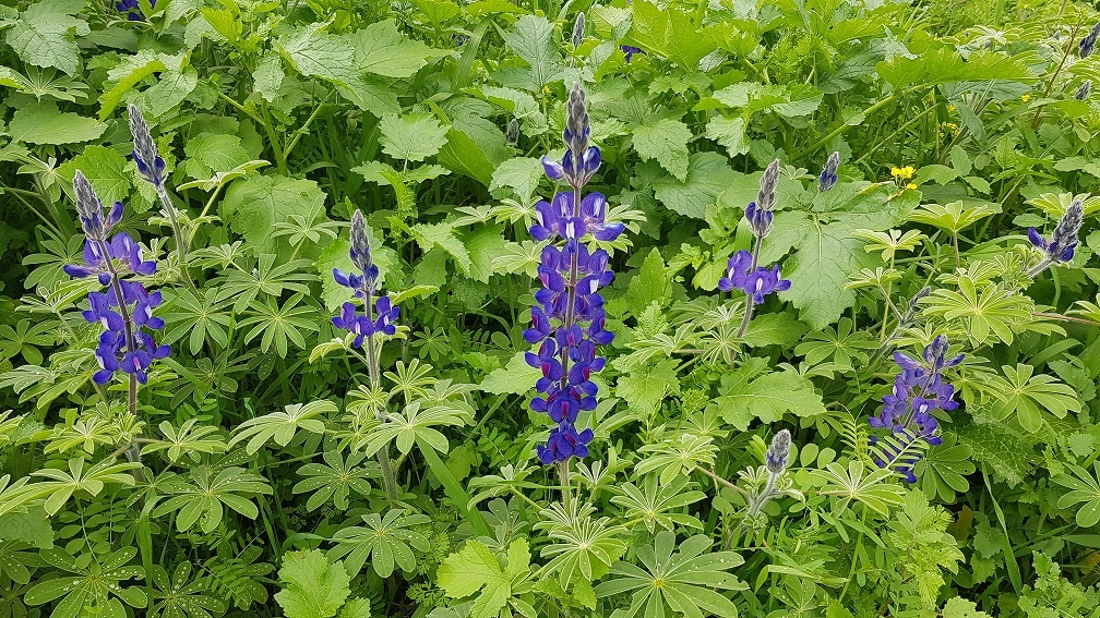 6 מקומות שתוכלו לראות את פריחת התורמוסים בטבע