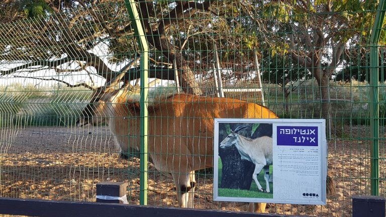פארק נחל לכיש באשדוד – טבע, חיות ושעשועים והכל בחינם