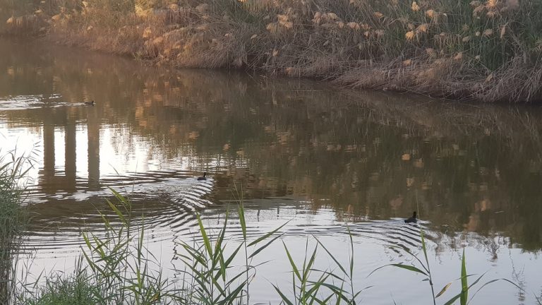 פארק נחל לכיש באשדוד – טבע, חיות ושעשועים והכל בחינם