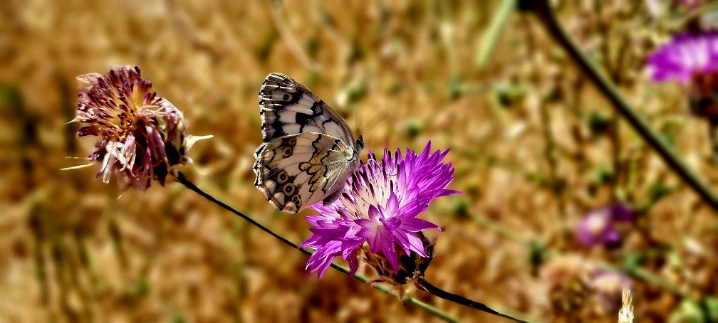 שמורת הטבע גן לאומי ארבל