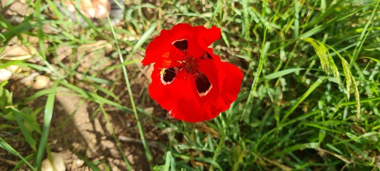 נחל שיח בוסתן כיאט חיפה