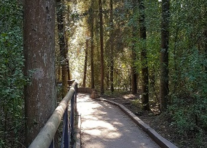 נחל השופט רמות מנשה