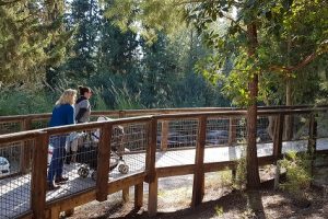 נחל השופט רמות מנשה