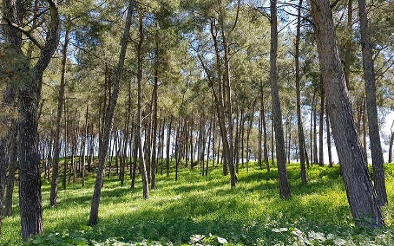 גבעת הרקפות רמות מנשה