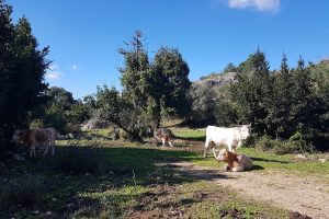 האגם הנעלם נחל אורן