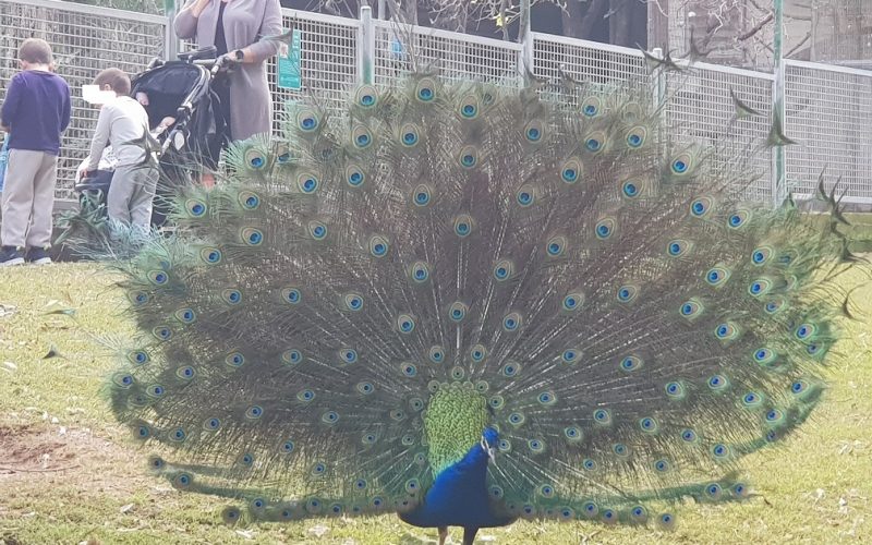 גן וחיות - גן חיות בקיבוץ דגניה א'