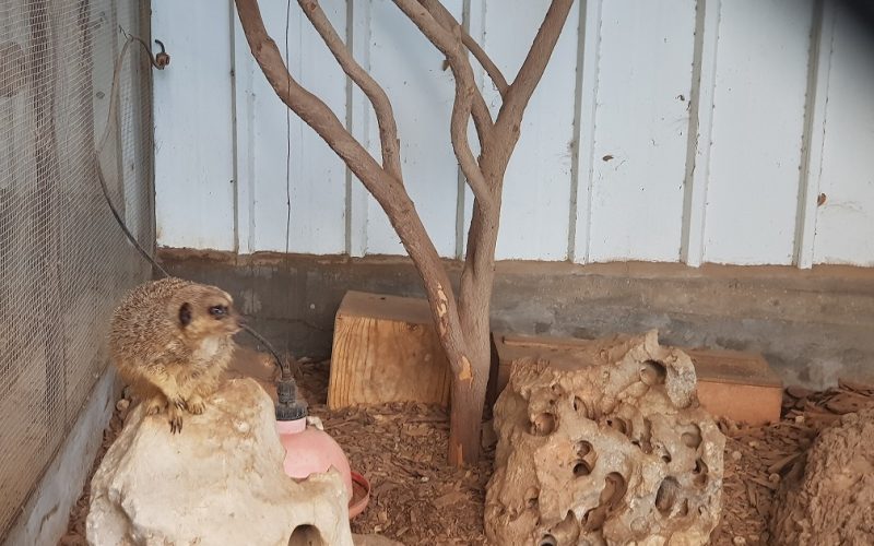 גן וחיות - גן חיות בקיבוץ דגניה א'