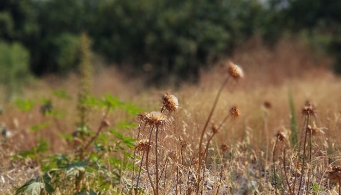 מעיין אלרואי ותחנת רכבת העמק המשוחזרת – שכשוך לצד היסטוריה