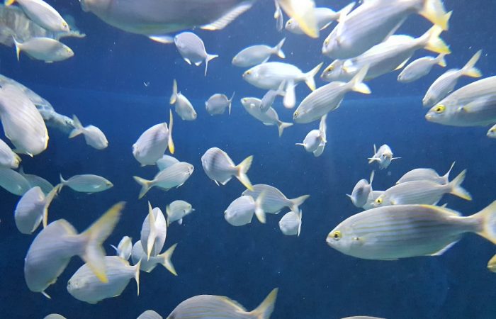 אקווריום ישראל בירושלים