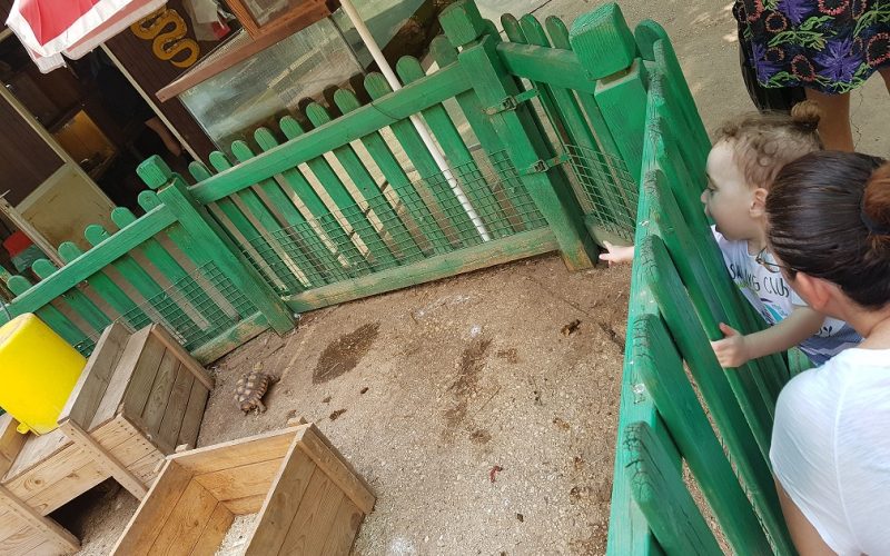 ג'ונגל כיף בית זרע בקעת הירדן