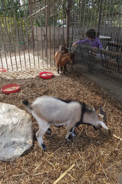 ברווזים בכפר – מרכז מבקרים לכל המשפחה