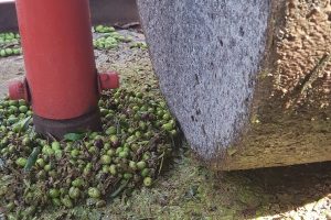 מסיק זיתים בפרוד סבא חביב