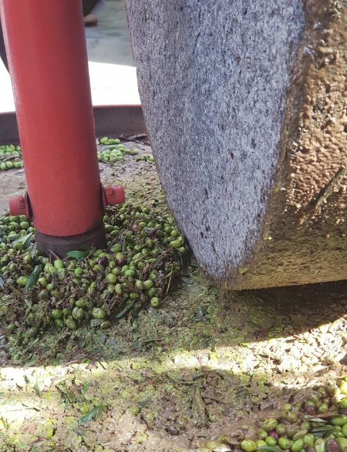 מסיק זיתים בפרוד סבא חביב