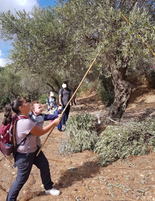 מסיק זיתים בפרוד סבא חביב