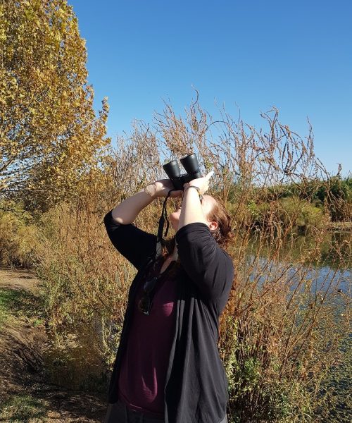 אגמון החולה של קקל ציפורים נודדות