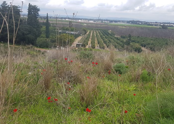 שמורת הטבע ביתן אהרון טיול קליל בשרון