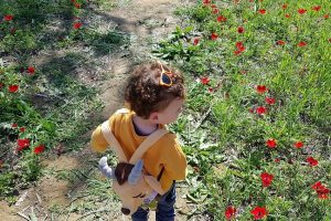 דרום אדום יער שוקדה