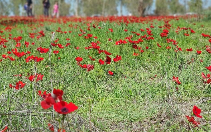 דרום אדום יער שוקדה