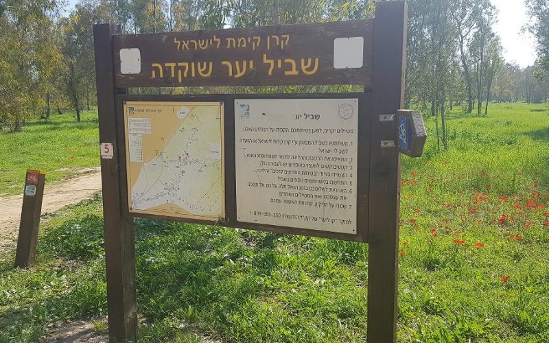 דרום אדום יער שוקדה