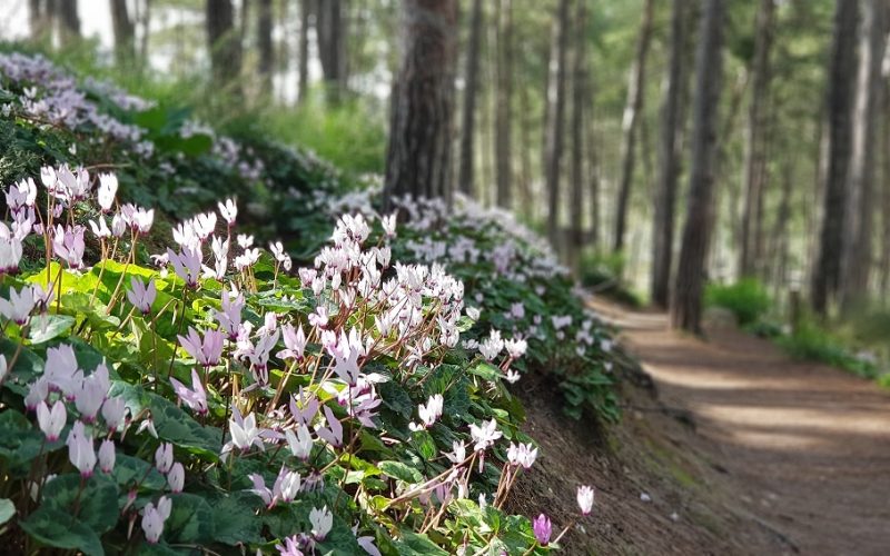 גבעת הרקפות רמות מנשה