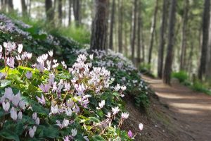 גבעת הרקפות יער הרקפות רמות מנשה