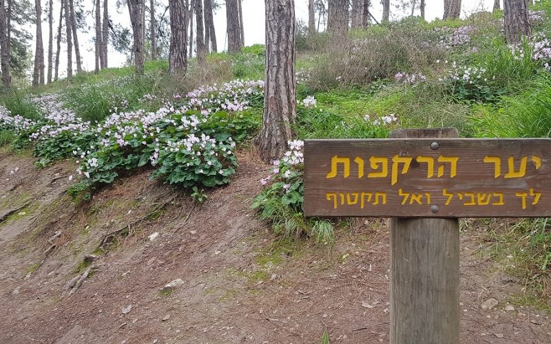 גבעת הרקפות רמות מנשה