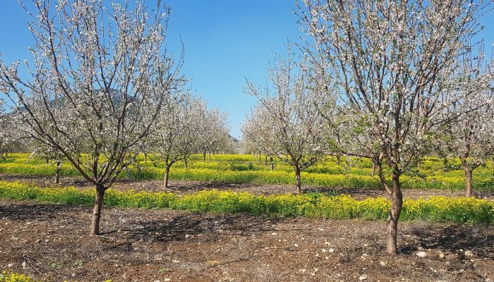שמורת הטבע נחל תבור – שלושה מסלולים ברמות קושי שונות