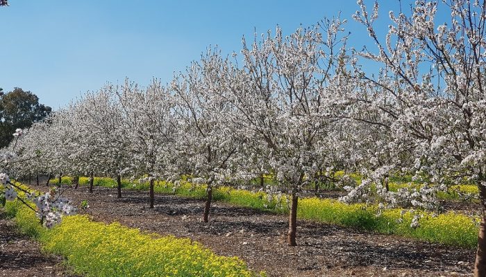 שמורת הטבע נחל תבור – שלושה מסלולים ברמות קושי שונות