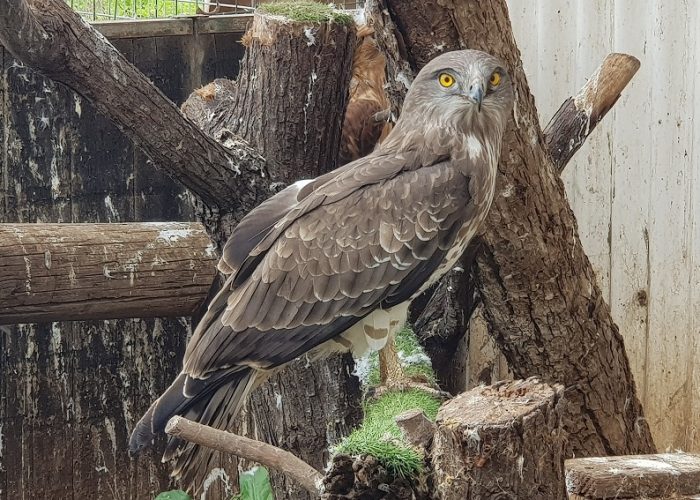 פארק ארץ הצבי – הטבע במלוא אדיבותו בלב השרון