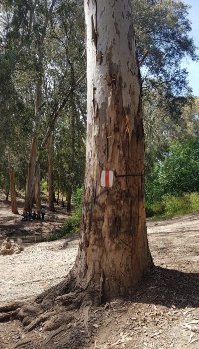 נחל קיני במורדות רמות מנשה - צומת מגידו