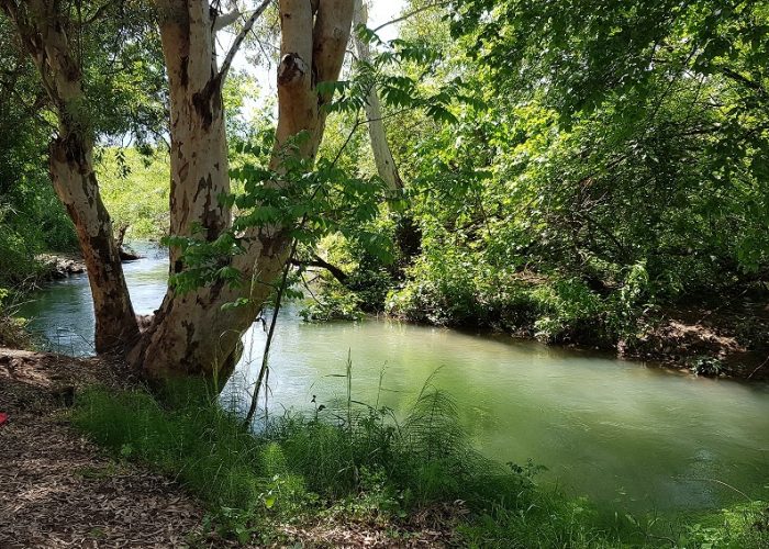 חניון האקליפטוסים נחל חרמון - בניאס