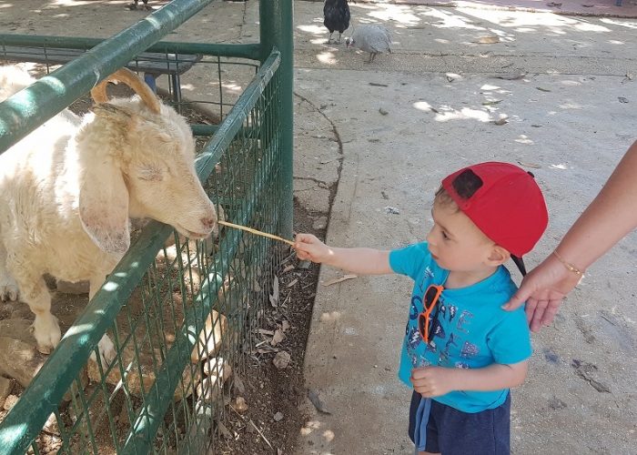 אגם חי בקיבוץ יראון